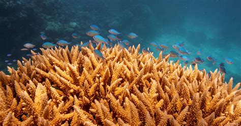 Australian Scientists Develop Model To Spot Soft Corals Most At Risk Of