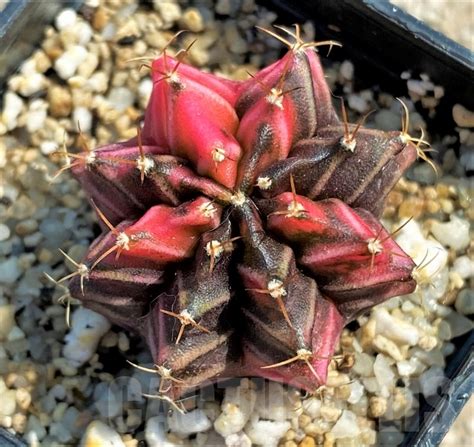 Shpr Gymnocalycium Mihanovichii F Variegata