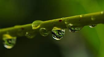 Macro Drip Drop Of Water Leaf Close Up Water Rain Raindrop