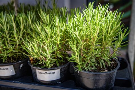 Come Coltivare Il Rosmarino Verde Pisello