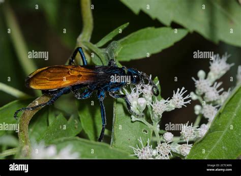 Tarantula Hawk Pepsis Sp Foraging On Lateflowering Thoroughwort Eupatorium Serotinum Stock