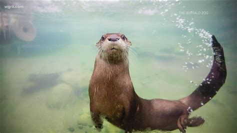 Mindy The Otter At The Buffalo Zoo Youtube