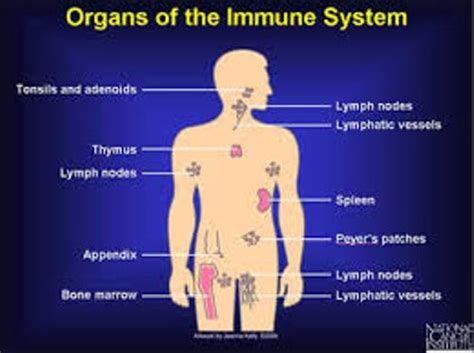 Interesting Immune System Facts My Interesting Facts