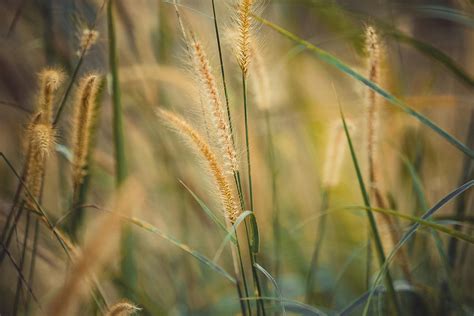 Reed Photos, Download The BEST Free Reed Stock Photos & HD Images