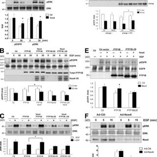 Nox4 Dependent PTP1B Oxidation Regulates EGF Signaling A COS 7 Cells