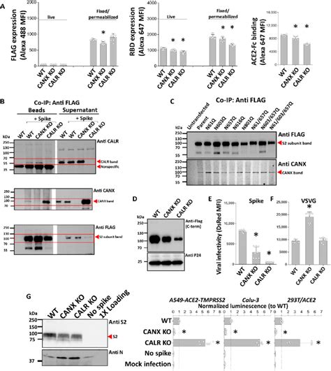 Chaperone Proteins Calnexin Canx And Calreticulin Calr Regulate Download Scientific Diagram