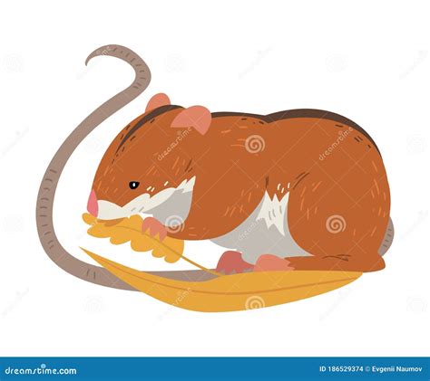 Field Mouse Eating Wheat Grains, Cute Fluffy Red Rodent Animal with ...