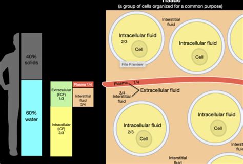 04 Cv Phys Fluid Compartments Starlings Forces Lymphatics And Fetal