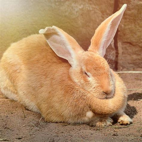 Lapin Mâle Ou Femelle Leurs Différences Caractères Odeurs Chaleurs