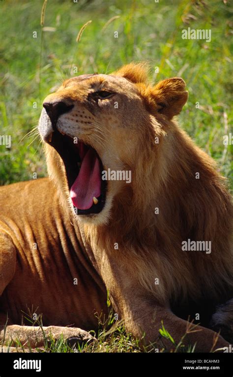 A Male African Lion Pantera Leo Yawns For The Camera Serengeti National