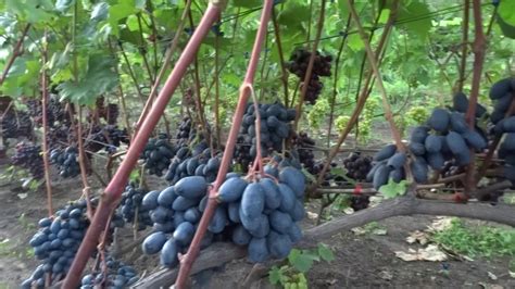 Виноград Богема Описание Сорта Фото – Telegraph