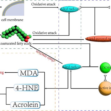 Oxidative Stress Damage Due To Lipid Peroxidation Download Scientific