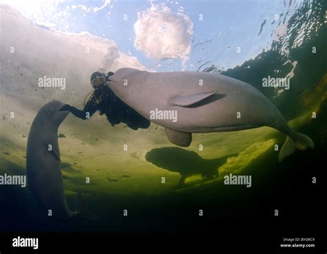 Scuba Diver With Two Belugas Swim Under Ice White Whale