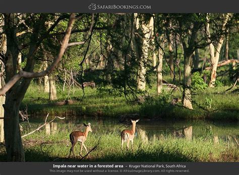 Kruger Wildlife Photos – Images & Pictures of Kruger National Park