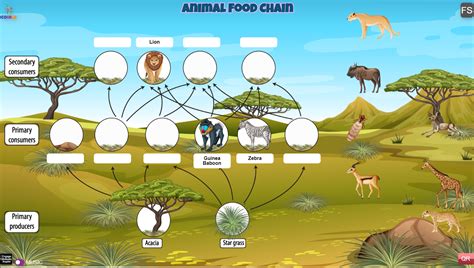 Animal Food Chain - Coirle