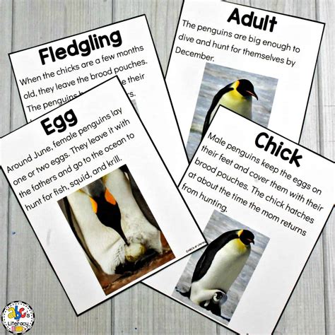 Life Cycle Of A Penguin Worksheet