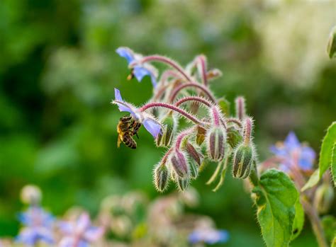 Abeja Insecto Borraja Flor De Foto Gratis En Pixabay Pixabay