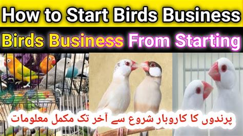 Birds Business Tips For New Fanciers How To Start Birds Business