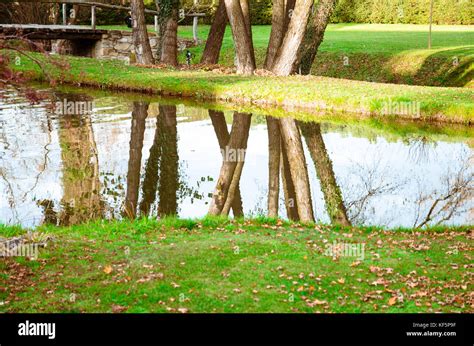 Reflection Of Tree Trunk In Autumn Stream Stock Photo Alamy