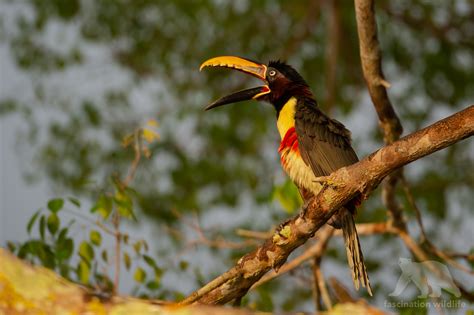 Wild Pantanal - Fascination Wildlife