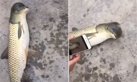 Deformed Fish