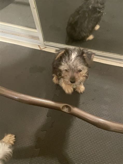 Yorkiepoo Puppies For Sale Turlock Ca Petzlover