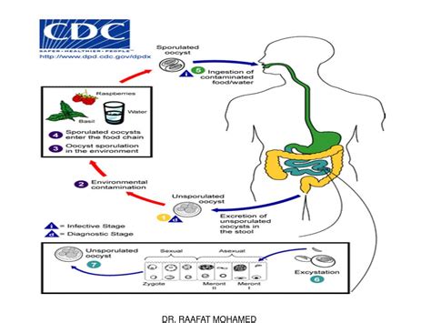 Ppt Protozoa Powerpoint Presentation Free Download Id6756023