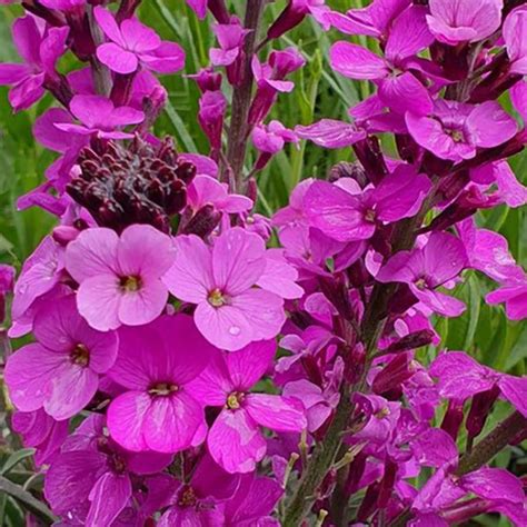 Erysimum Bowles Mauve Leafwise