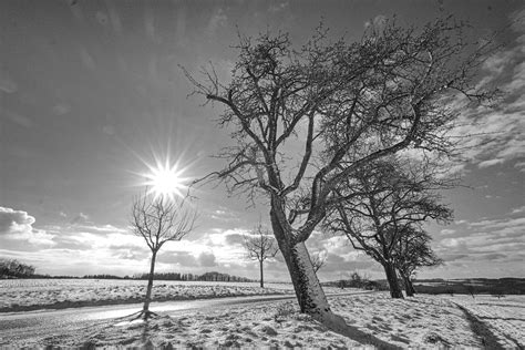 Sonnenbäumchen Christian Schwentner Flickr