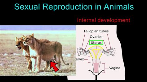 Sexual Reproduction In Animals Youtube