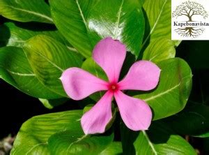 Kapebonavista Periwinkle Madagascar Periwinkle Rosy Periwinkle Plant