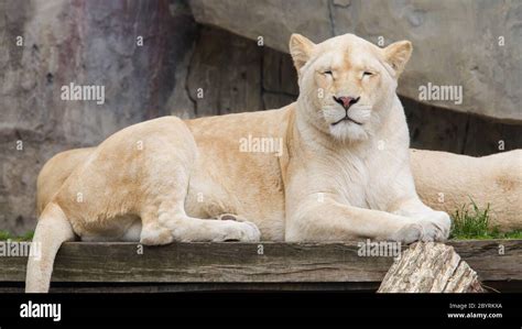 Female African White Lion Resting Stock Photo Alamy