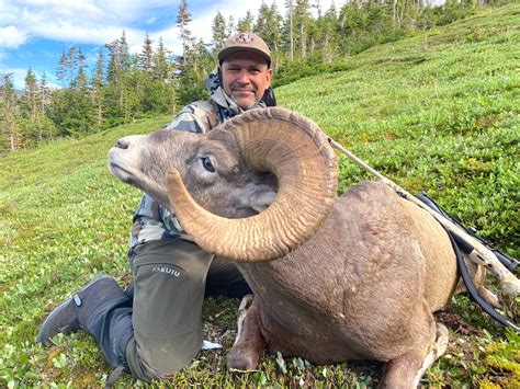 Rocky Mountain Bighorn Sheep Hunts Alberta Hunt Trophy Rams In Canada