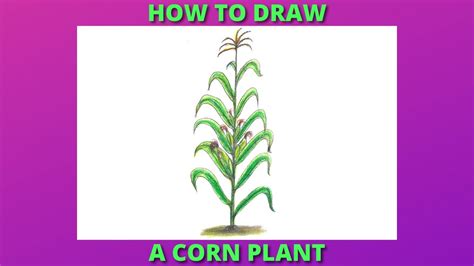 How To Draw A Corn Plant With Color Pencil Easy Step By Step Method