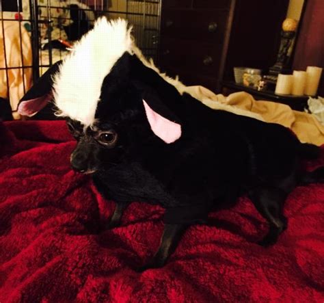 Lil' Stinker Skunk Dog Halloween Costume | BaxterBoo