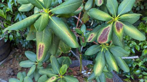 Is This Fertilizer Burn on Rhododendron?