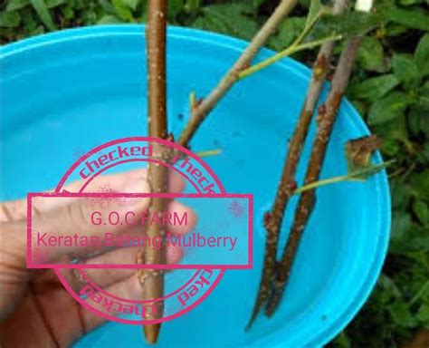 Keratan Batang Mulberry Furniture Home Living Gardening Plants