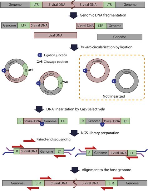 Crevis Seq A Highly Accurate And Multiplexable Method For Genome Wide