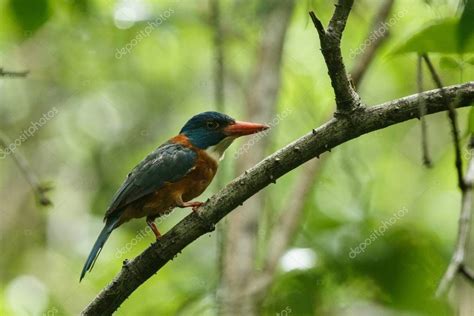 El martín pescador de espalda verde se posa en una rama en la selva