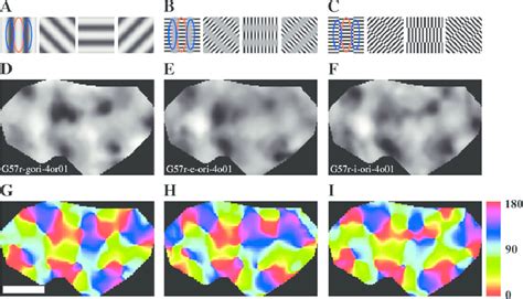 Orientation Maps For Three Kinds Of Contours A Low Spatial Frequency