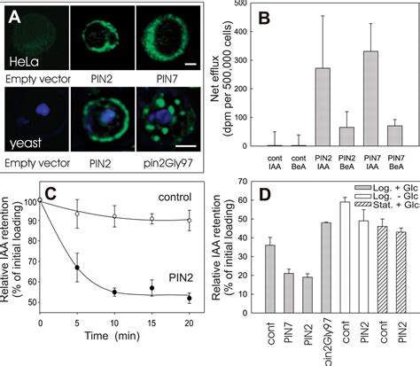 Pin Proteins Perform A Rate Limiting Function In Cellular Auxin Efflux