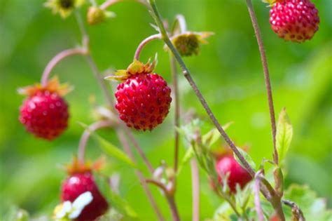 Walderdbeeren Anbau Pflege And Verwendung Der Pflanze