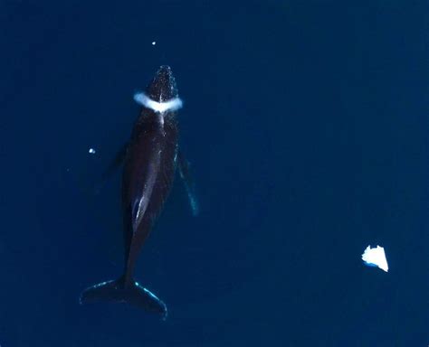 La verdad sobre las ballenas y el cambio climático