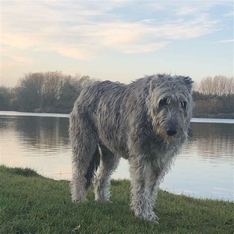 14 Huge Facts About Massive Irish Wolfhound Dogs - PetPress