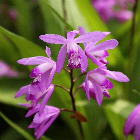 Lavender Orchid Photograph By Judy Vincent Fine Art America