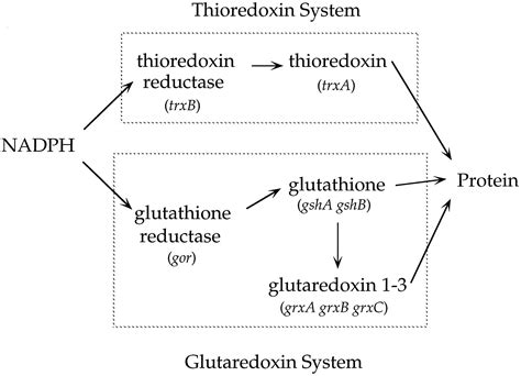 The Role Of The Thioredoxin And Glutaredoxin Pathways In Reducing