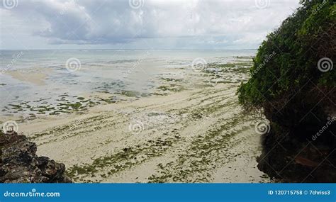 Nyali Beach In Kenya Stock Photo Image Of Indian Trees 120715758