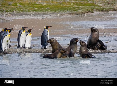 Antarctic Fur Seal Arctocephalus Gazella Antarctic Fur Seals And King Penguins Suedgeorgien