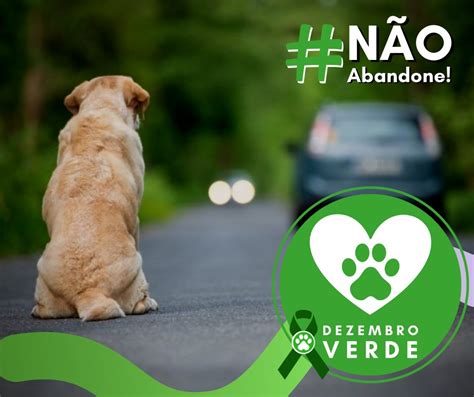 Campanha Dezembro Verde O Fim Do Abandono De Animais