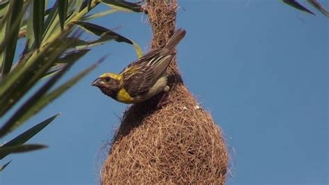 Baya Weaver The King Of Nest Building Birds Birds Nest Building